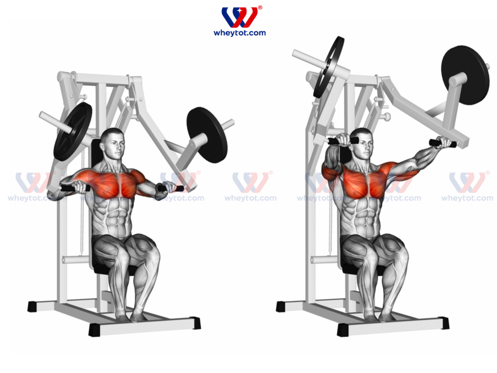 Ép ngực trên máy Chest Press Machine cho nữ, đúng kỹ thuật