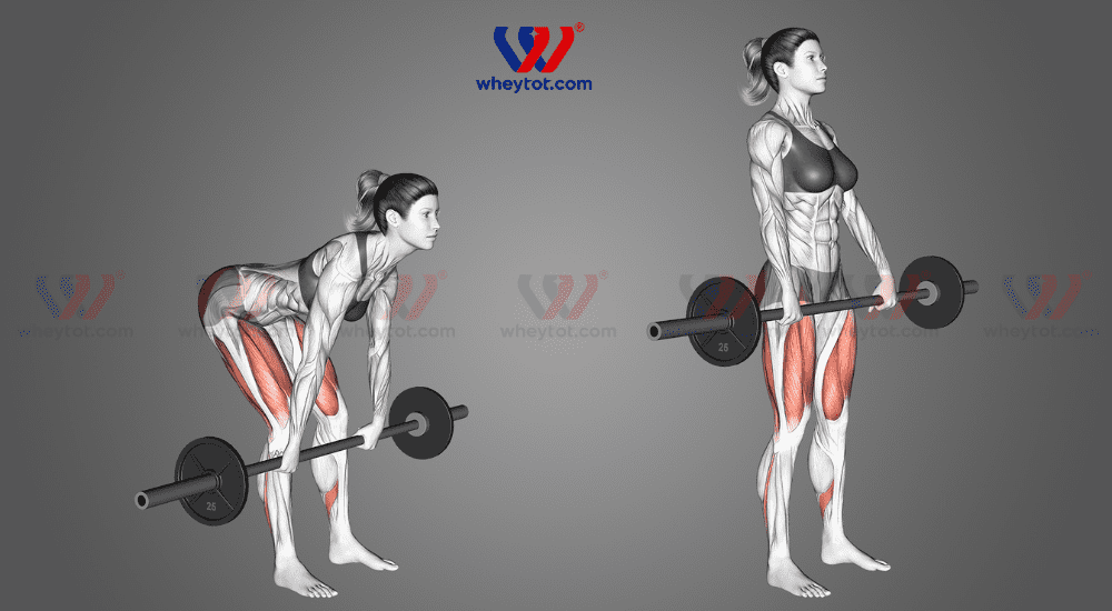 Các Bài Tập Gym Mông Cho Nam: Hướng Dẫn Chi Tiết Cho Người Mới Bắt Đầu Kỹ thuật Deadlift đúng cách giúp tăng cơ mông và sức mạnh