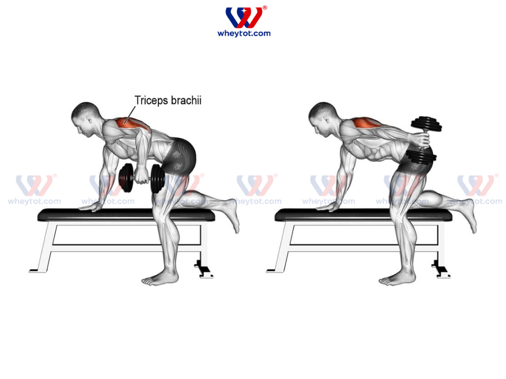 Nam tập Skullcrusher với tạ đơn phát triển bắp tay sau hiệu quả