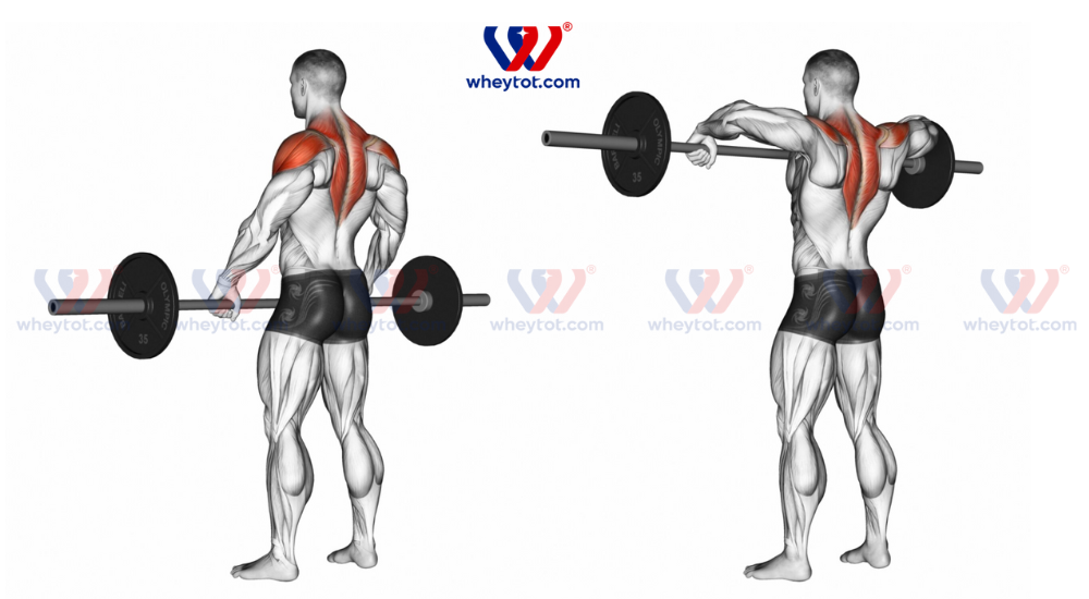 Tập vai với tạ đơn Dumbbell Shoulder Press cho nữ, tay vuông góc