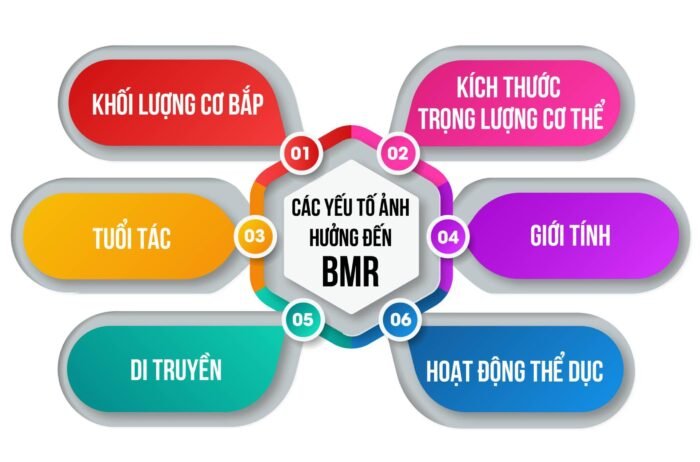 Công cụ tính chỉ số Calo - TDEE - BMR chuẩn Việt